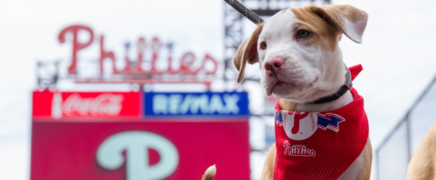 Puppy at Citizens Bank Park