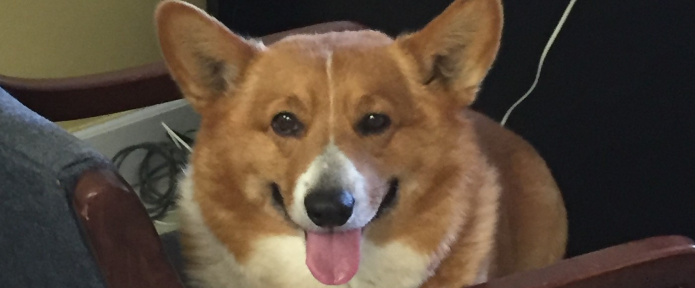 corgi