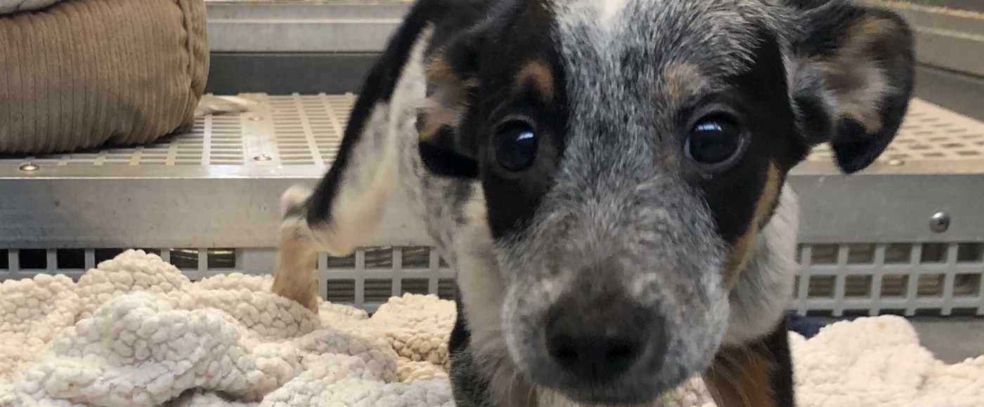 Puppy rescued from Lancaster County