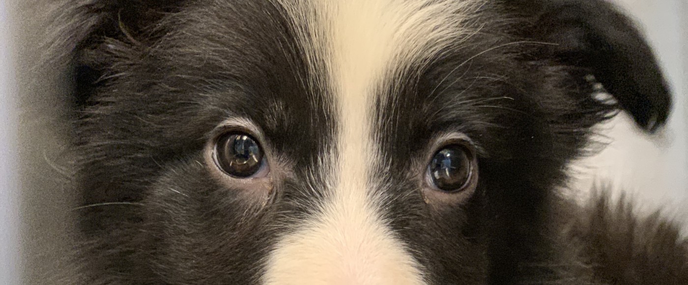 Border Collie rescued