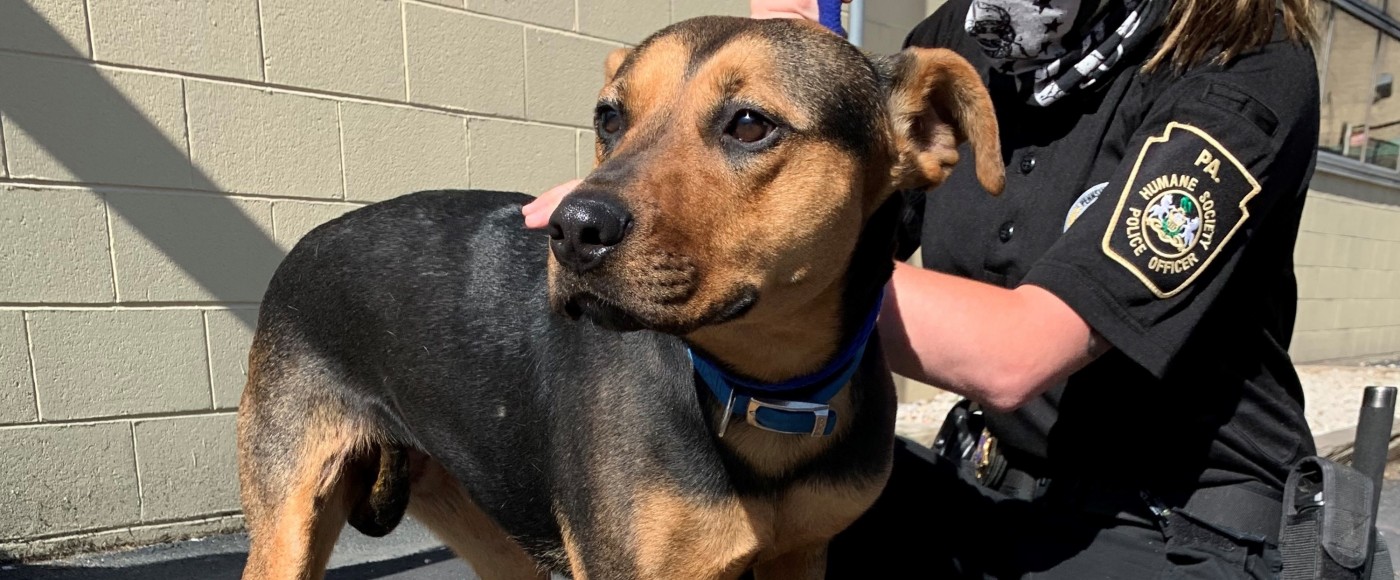 Pepper Match Grant Pennsylvania Society For The Prevention Of Cruelty To Animals