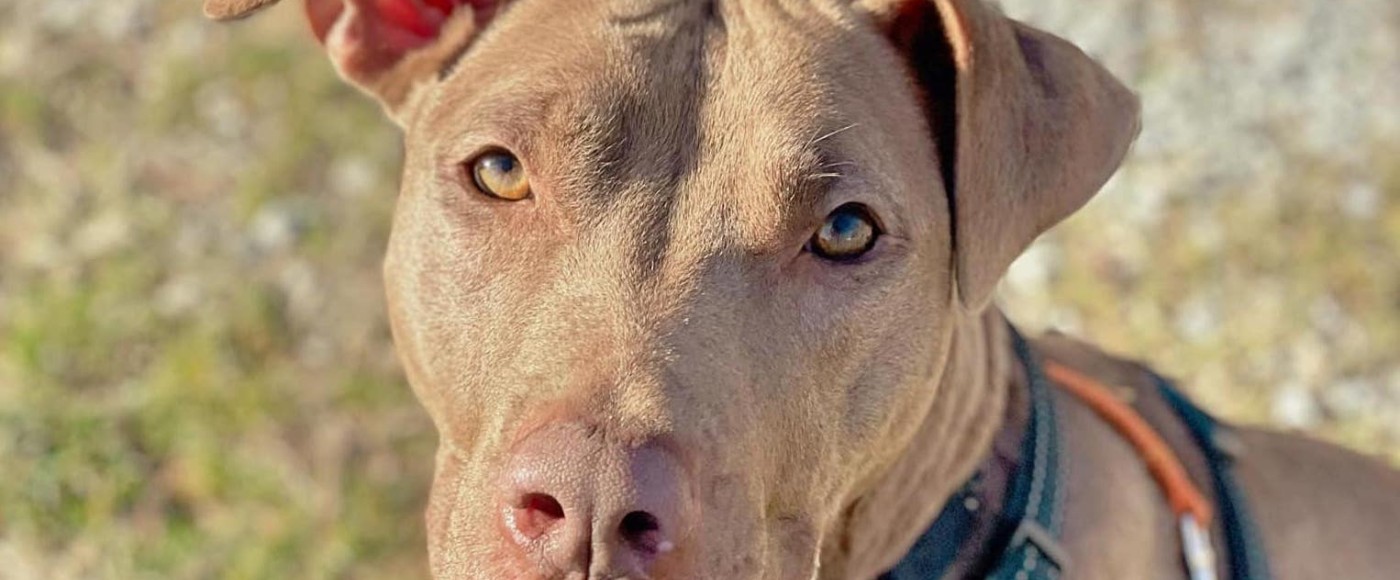 Pup