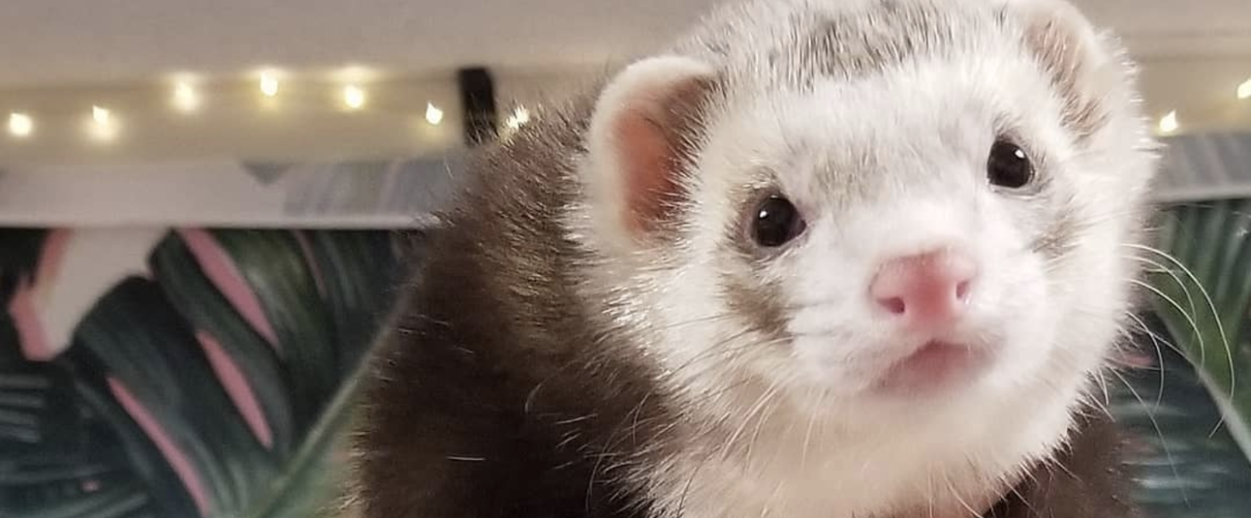 Ferret