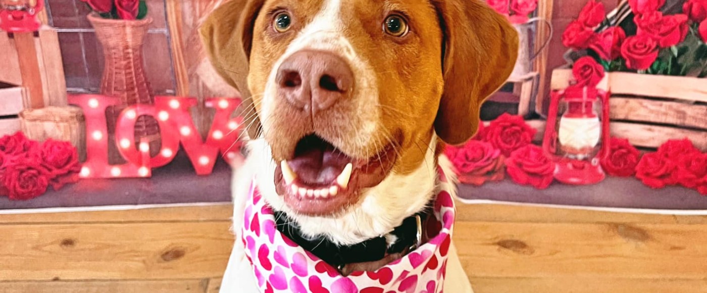 Butch the dog dressed up for Valentine's Day!