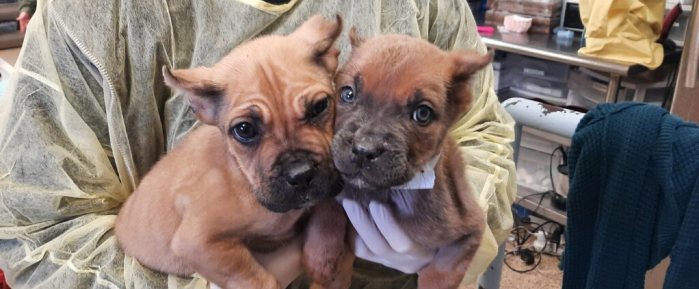 Cane Corso puppies Fred & Ethel