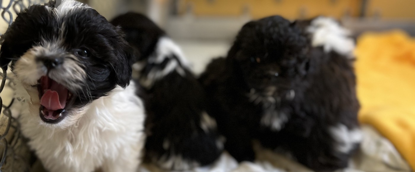 Rescued shih tzu puppies