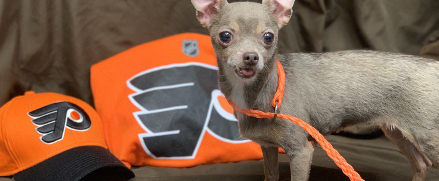 Flyers dogs