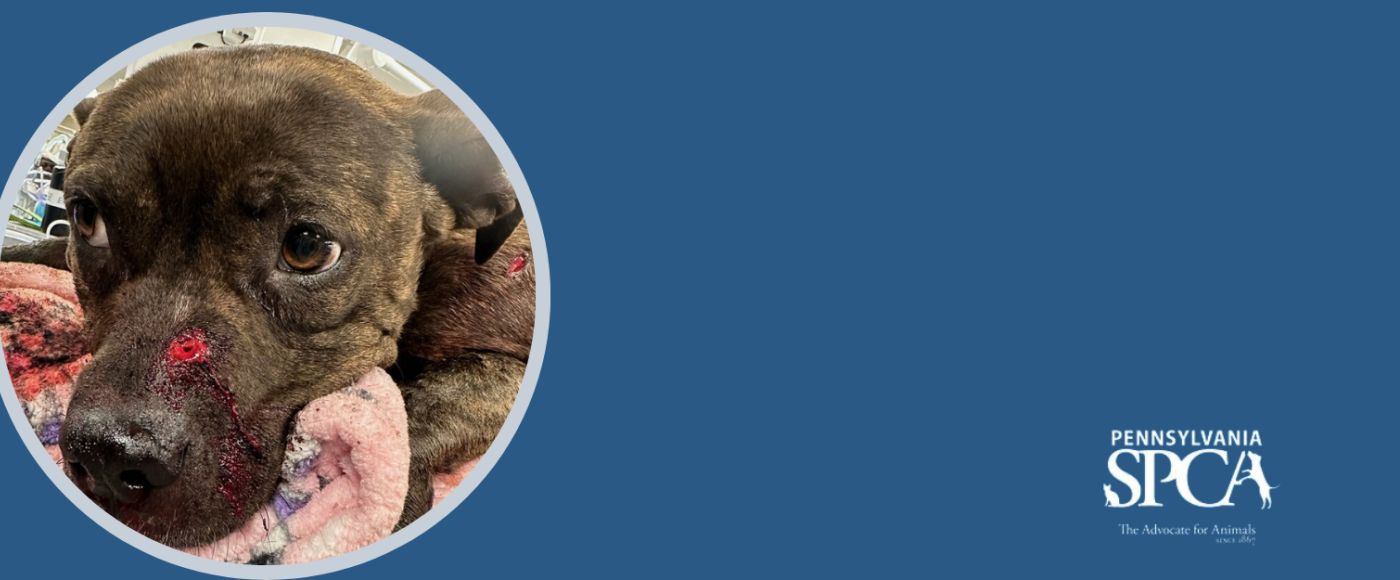 Alexia, the pittie who was shot