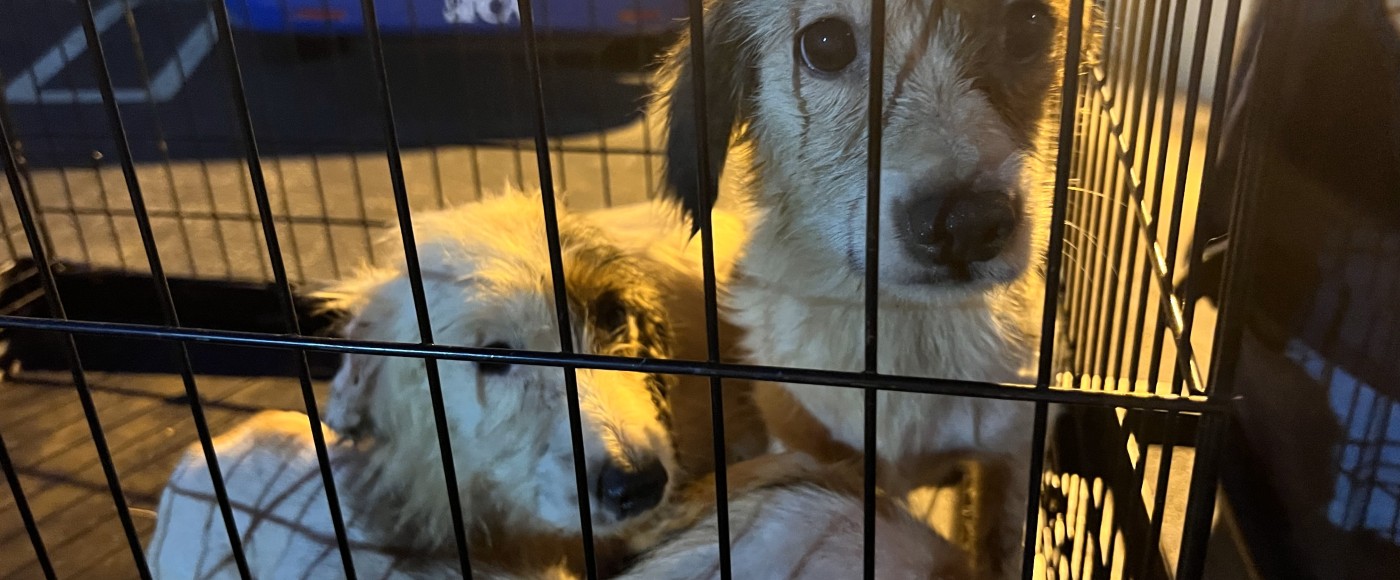Dogs rescued from neglect