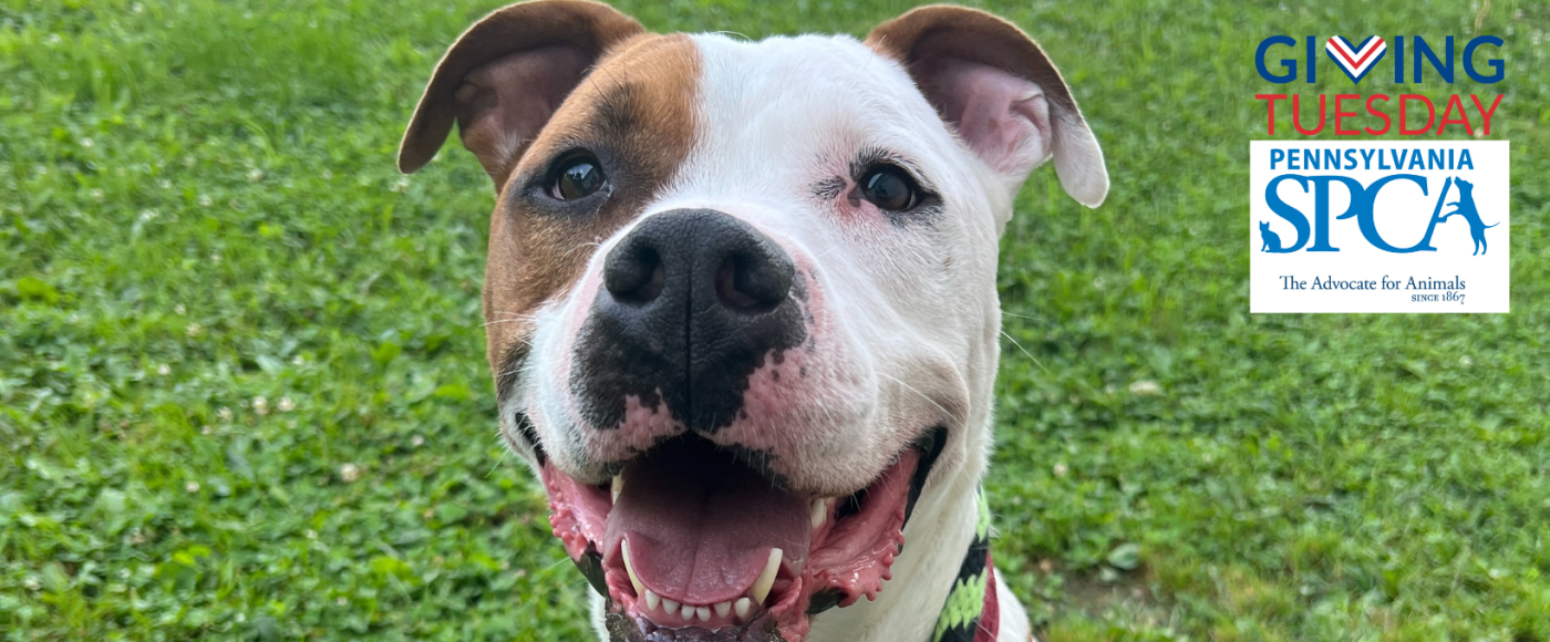 Cute dog Giving Tuesday Donation Header