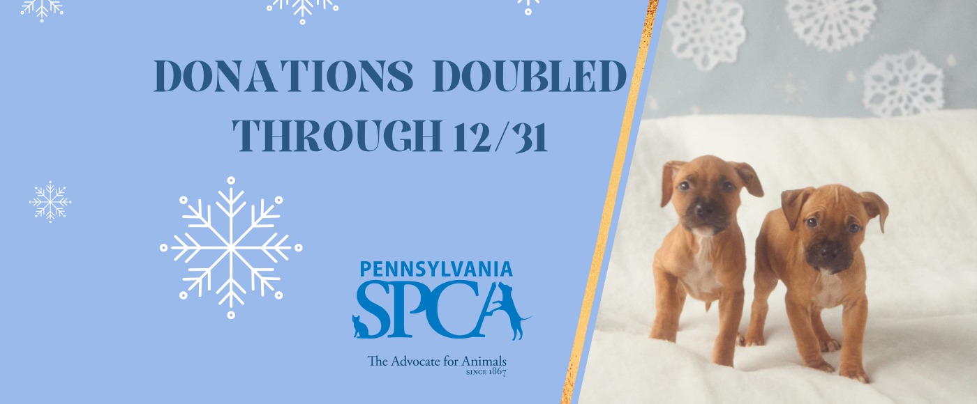 adorable puppies with donations double plea