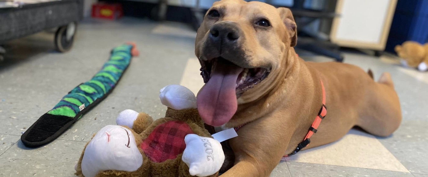 Adorable dog with toys