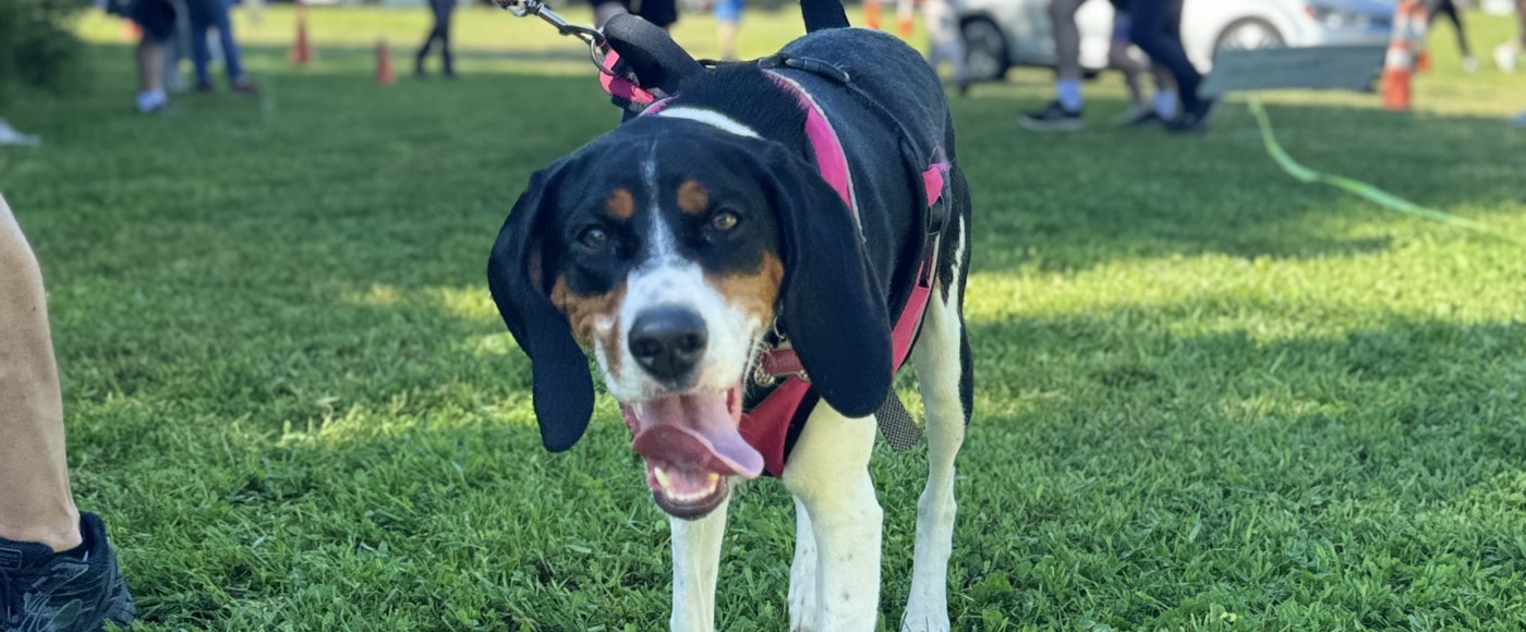 Dog at Tails & Trails