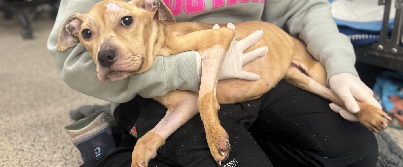 Lexi with our veterinary staff