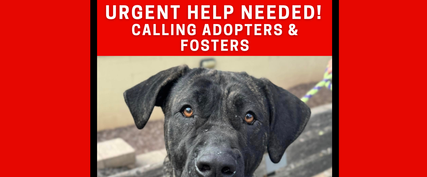 urgent help needed