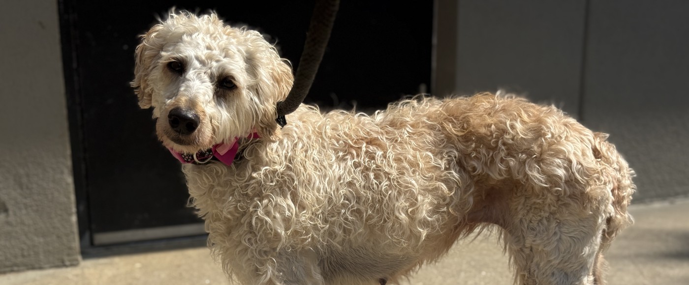 Kimber, a doodle in need of help