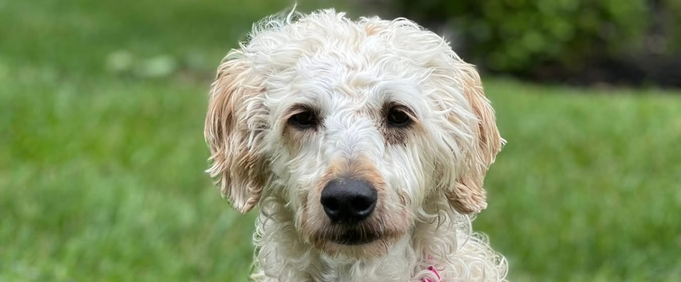 Beautiful doodle dog with injured back leg