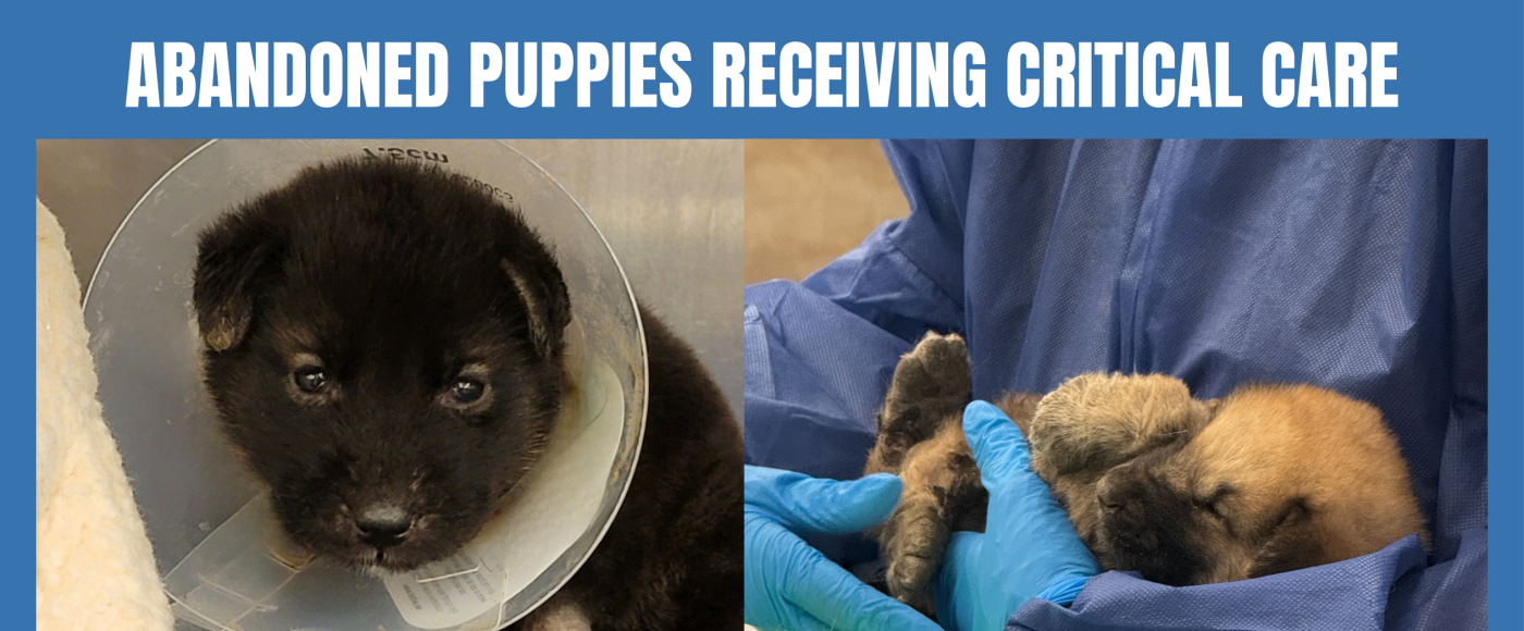 abandoned puppies receiving critical care