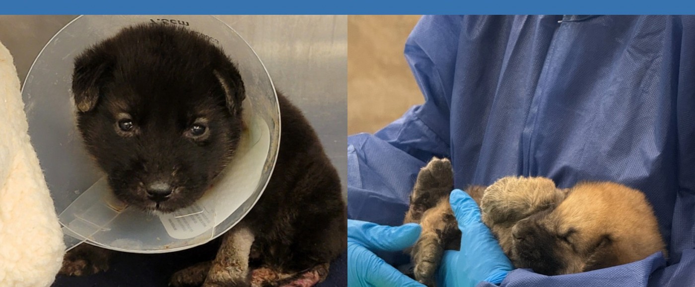 abandoned puppies receiving critical care