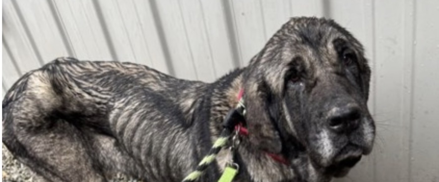 Echo, a beautiful Anatolian Shepherd