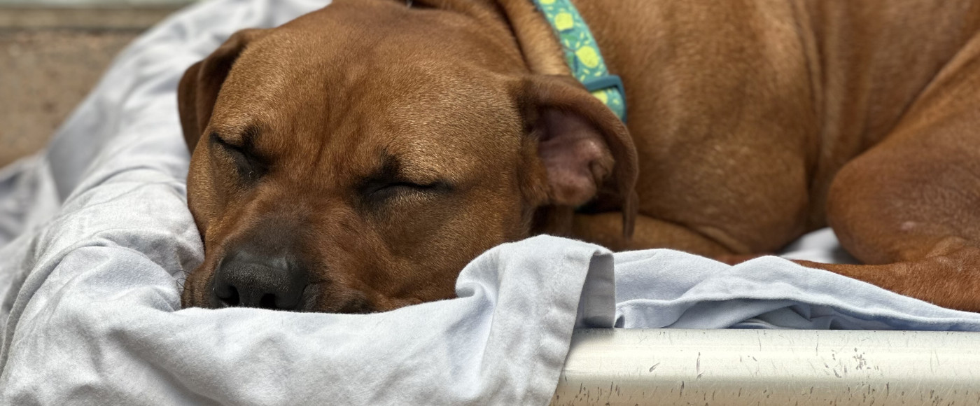 A dog resting comfortably on a blanket in a kennel