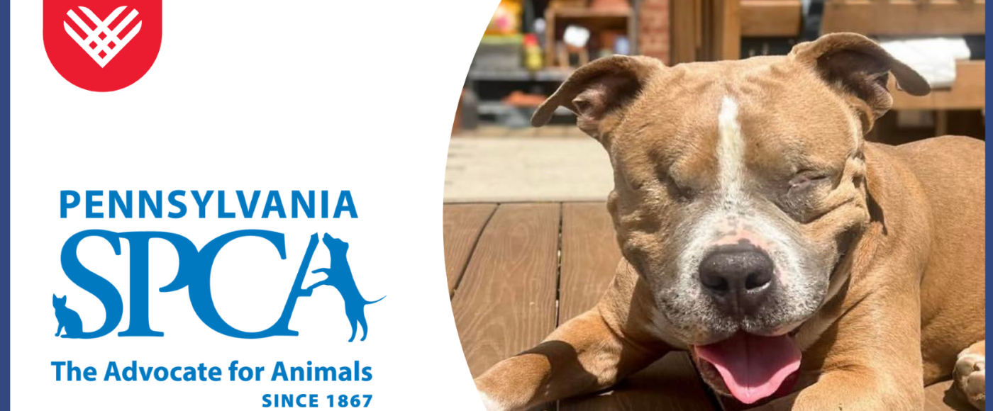 Tiberius, a blind dog, on Giving Tuesday