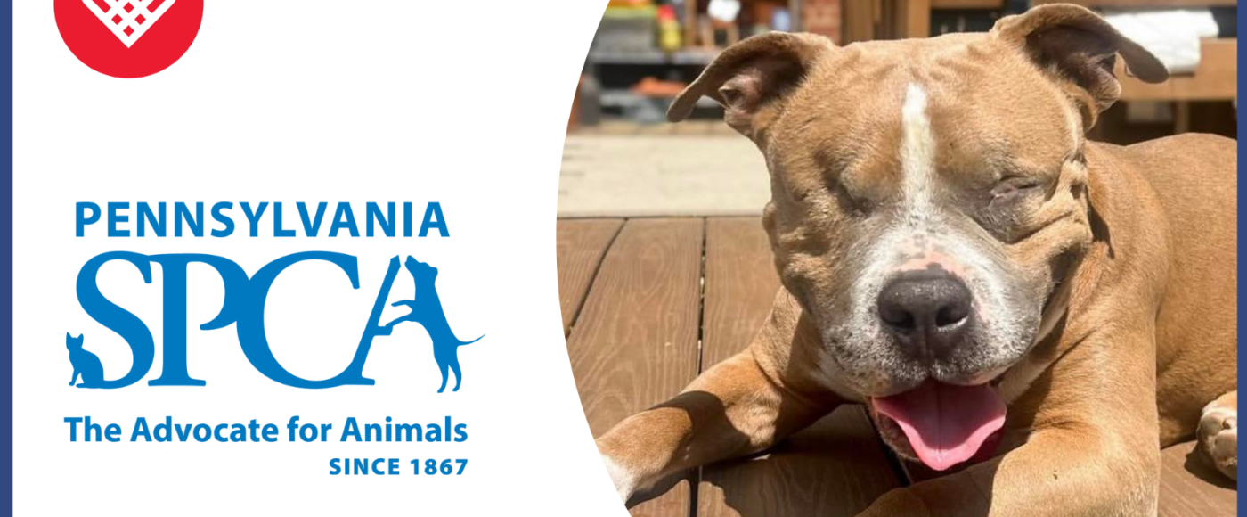 Tiberius, a blind pup, on Giving Tuesday