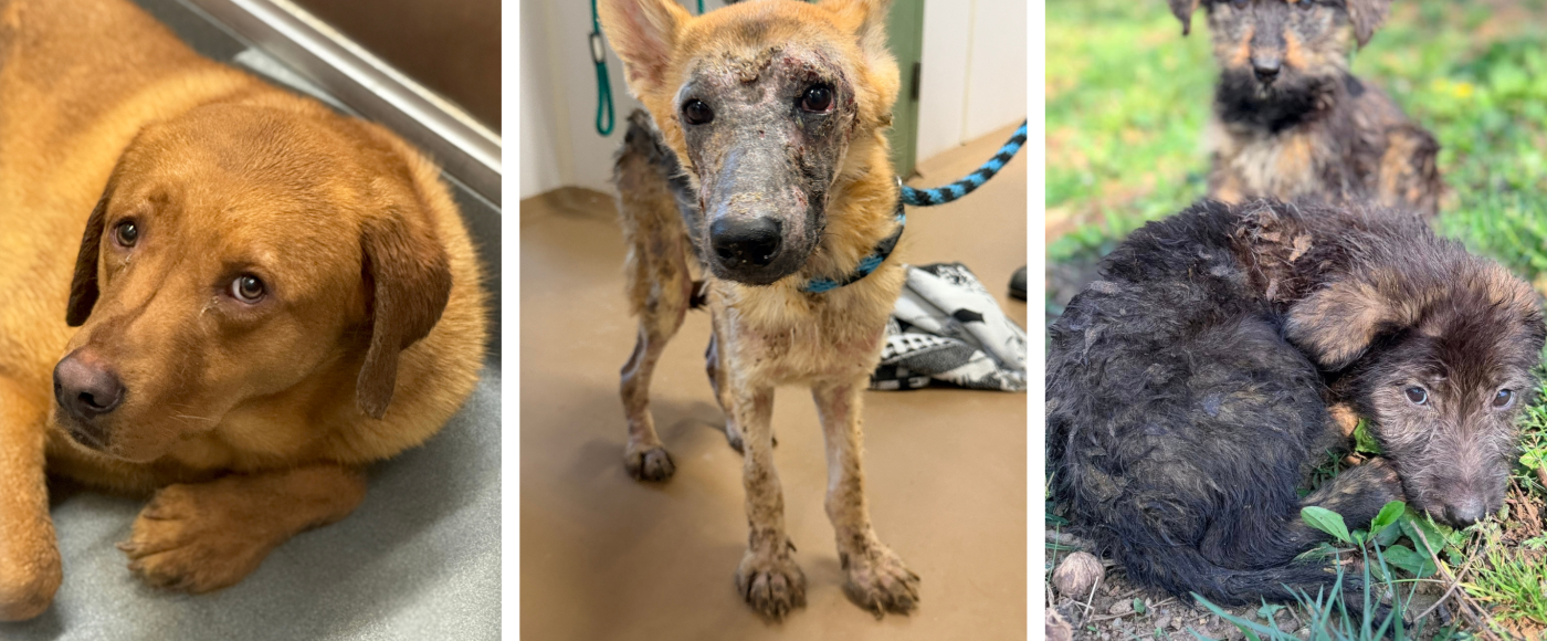 Dogs Rescued from animal cruelty 