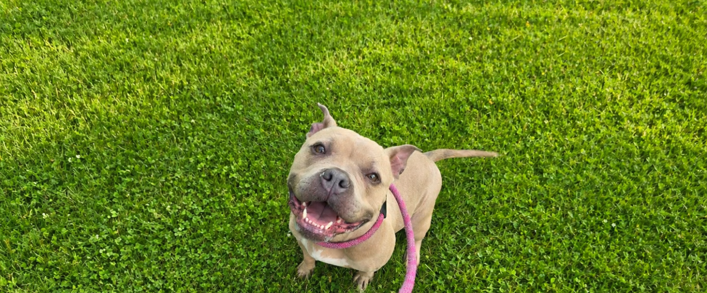 Cute pittie pup
