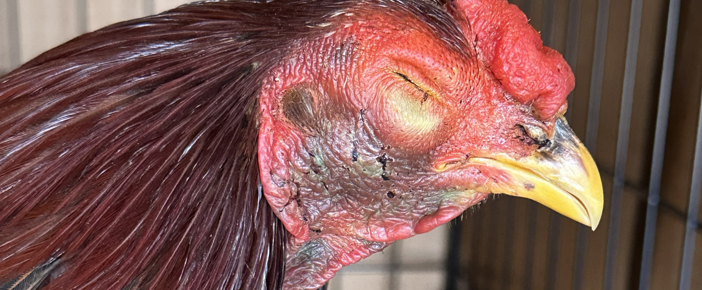 A injured roosters