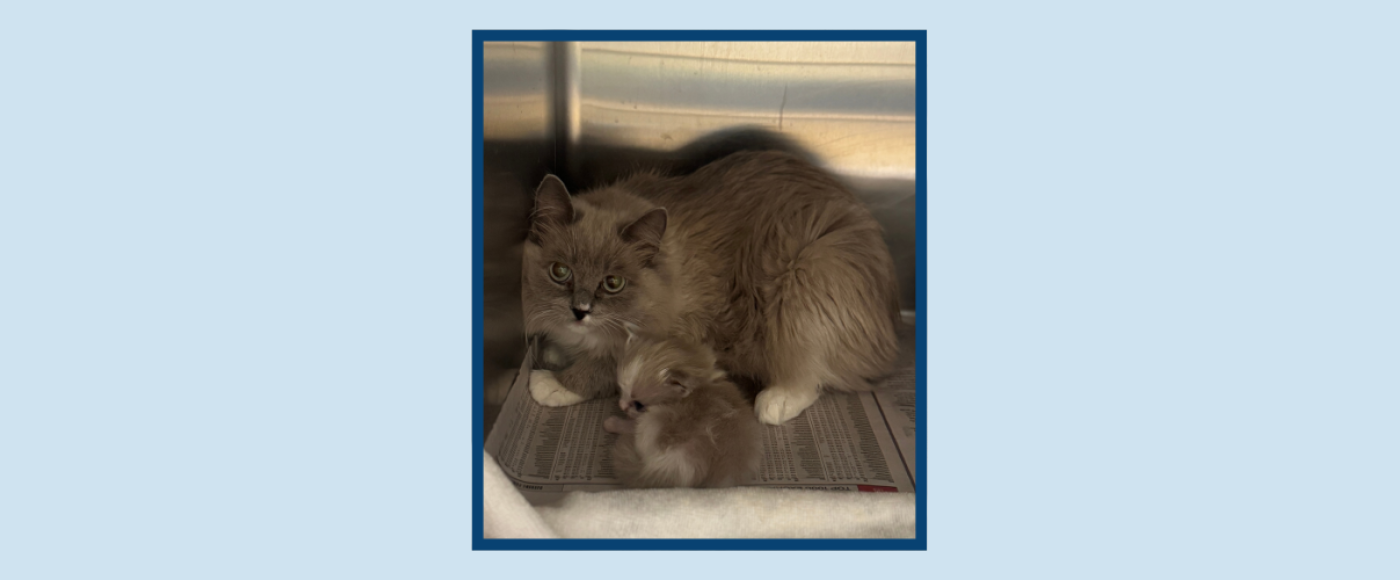 A scared looking cat with her kitten