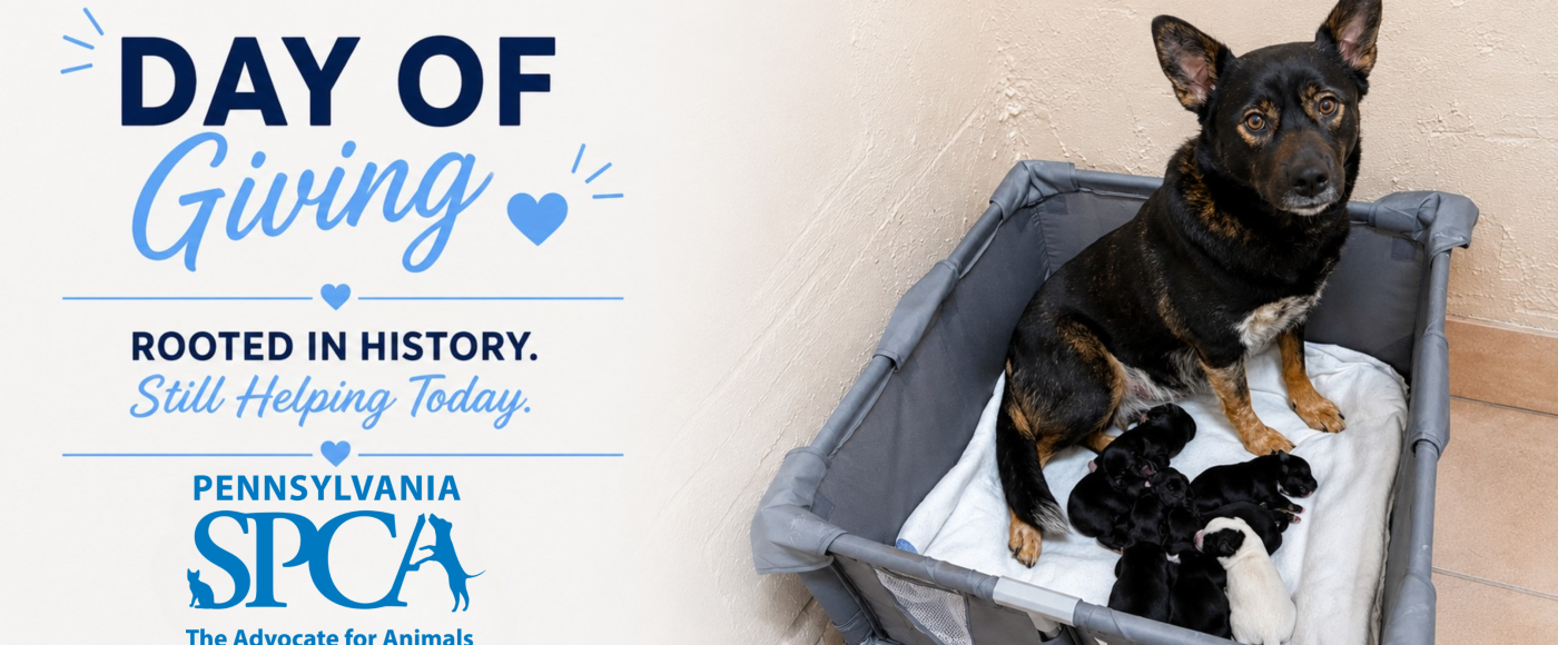 PSPCA Day of Giving