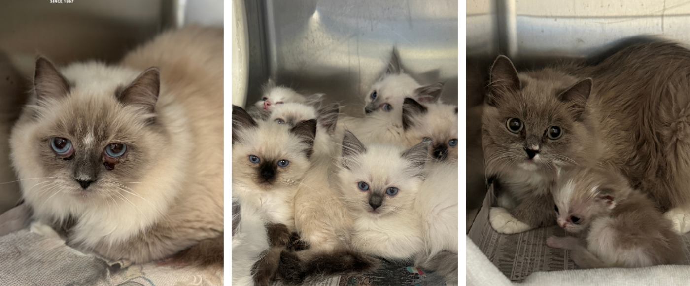 Ragdoll cats rescued from animal cruelty