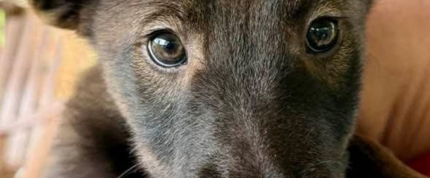 Puppy Rescued