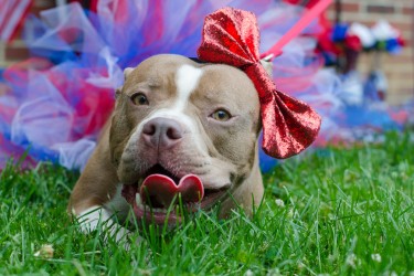 Brown pitbull smiles while wearing a bow and a tutu