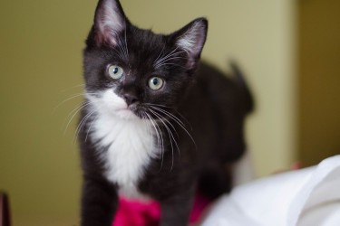 small kitten in her foster home