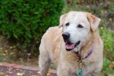 Golden Retreiver