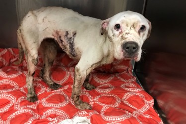 PSPCA seeks information on who stabbed Woobie