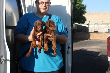 Doberman puppies rescued