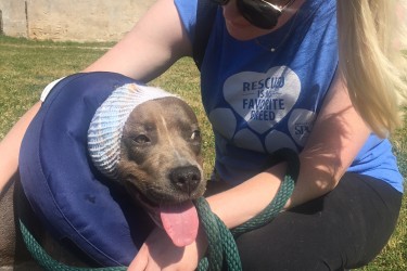 Brownie outside with volunteer