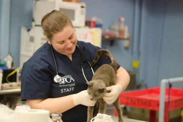 Vet examines cat