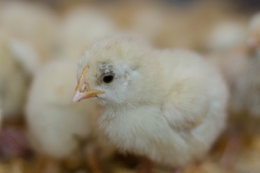 Baby chickens rescued from Olney