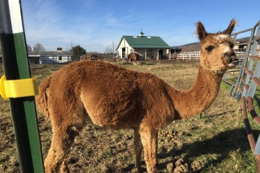 Alpaca rescued from Centre County Property