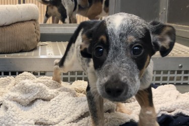 Puppy rescued from Lancaster County