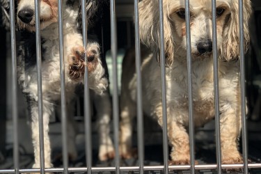 News | Pennsylvania Society for the Prevention of Cruelty to Animals News | Pennsylvania Society for the Prevention of Cruelty to Animals