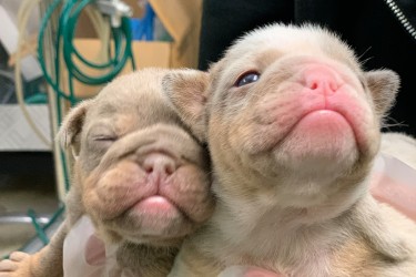 bulldog pups