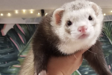 Ferret