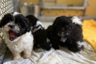 Rescued shih tzu puppies