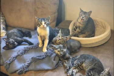 cats