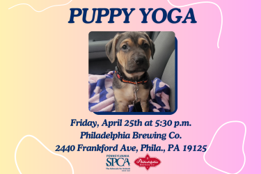 Puppy Yoga
